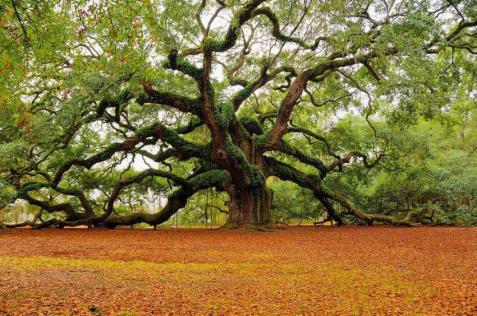 450 year old 'Angel Oak' in Charleston, South Carolina