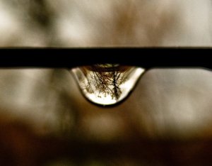 a tree-inside-a-drop-of-water