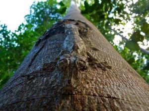 Amazing Camo for this Tree Lizard proclaims the greatness of our Creator
