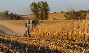 Corn Harvest