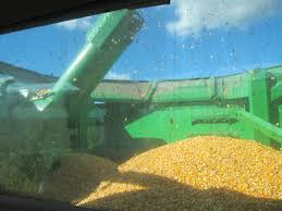 Corn in the Bin