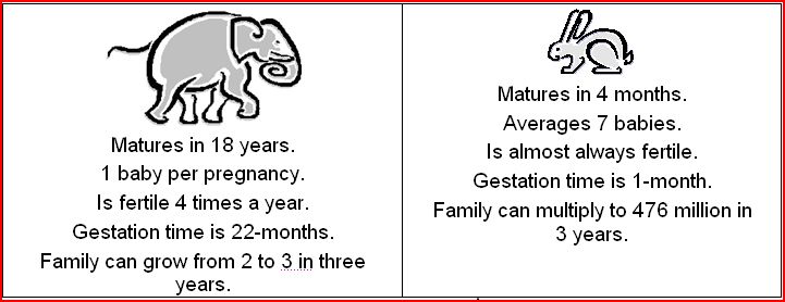 Elephant vs Rabbit churches