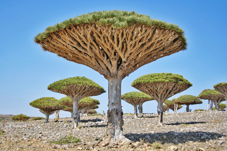 Dragon's Blood Trees in Yemen, Socotra region