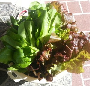 Freshly Cut Garden Lettuce  Waiting to be Washed