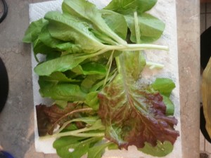 Garden Lettuce, Just Washed And Waiting for My Tastebuds!