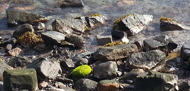 Moss in Bar Harbor at Low Tide