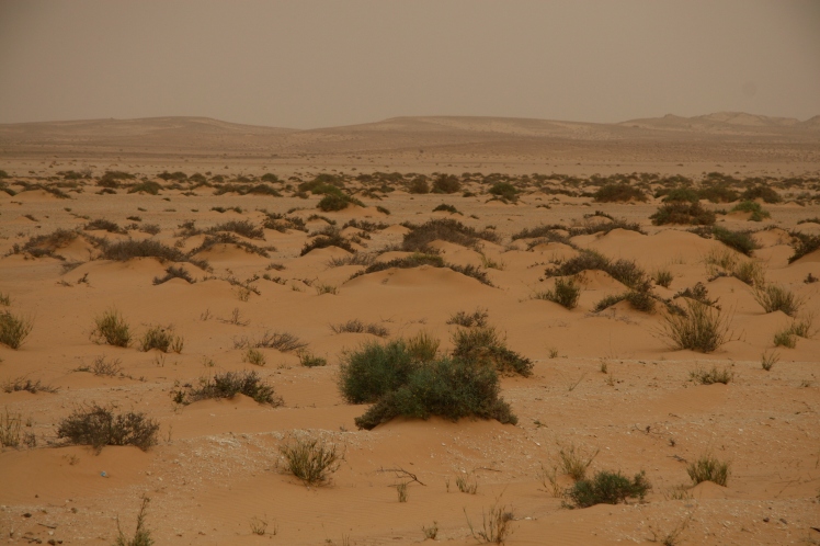 western-sahara-desert-scape