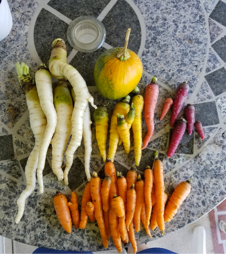 Fall Carrot Harvest