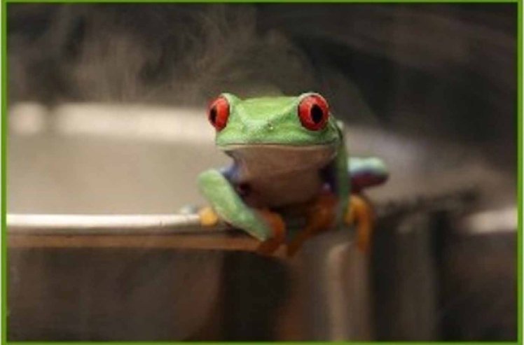 Frog in a Kettle