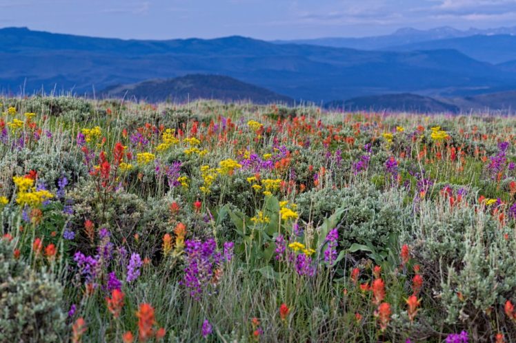 Wildflowers-Colorado-OutThere-Colorado-1024x683