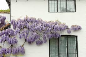 Wysteria in Flower