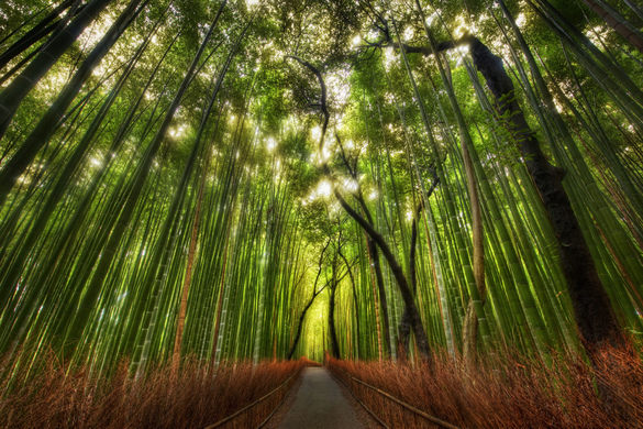 Bamboo Forest Kyoto, Japan