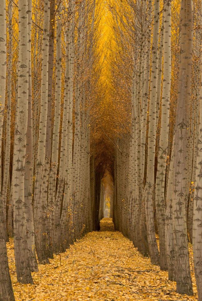 Birch Tree Cathedral
