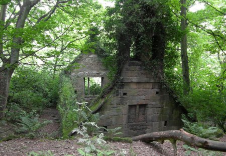 Forest Ruin